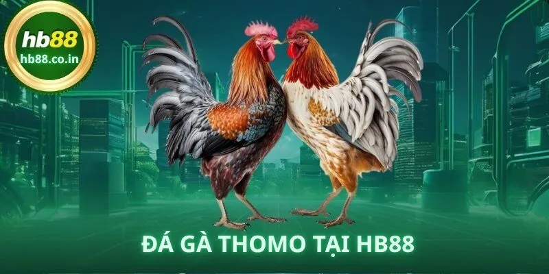 Đá Gà Thomo – Trải Nghiệm Cá Cược Trực Tiếp Đỉnh Cao Tại HB88