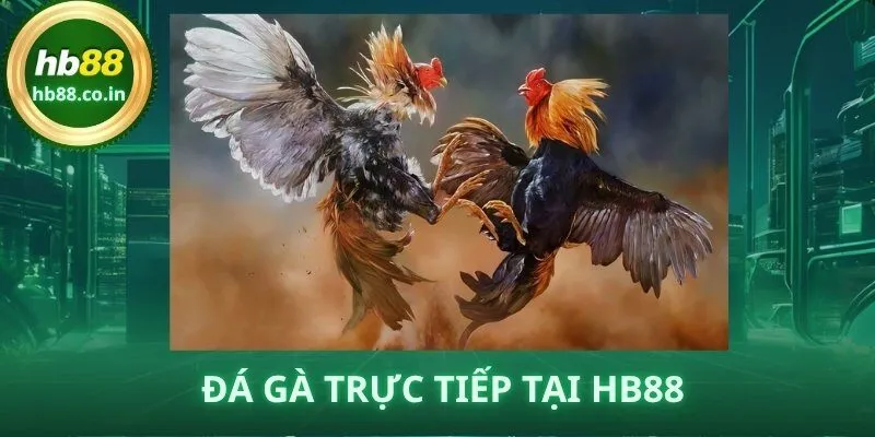 Đá Gà Trực Tiếp HB88 – Livestream HD, Kèo Minh Bạch