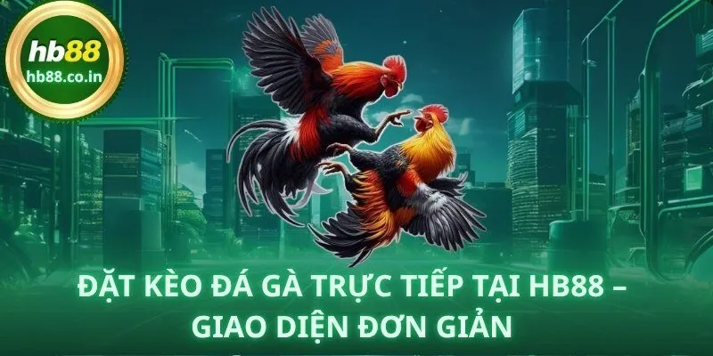 Giao diện đặt kèo đá gà trực tiếp tại HB88 đơn giản, minh bạch cho người mới.