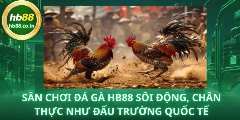 Sân chơi đá gà HB88 sôi động, chân thực như đấu trường quốc tế.