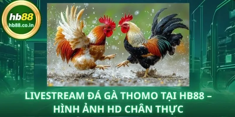 Trực tiếp đá gà Thomo tại HB88 với chất lượng HD, giúp bet thủ theo dõi trọn vẹn từng pha đấu