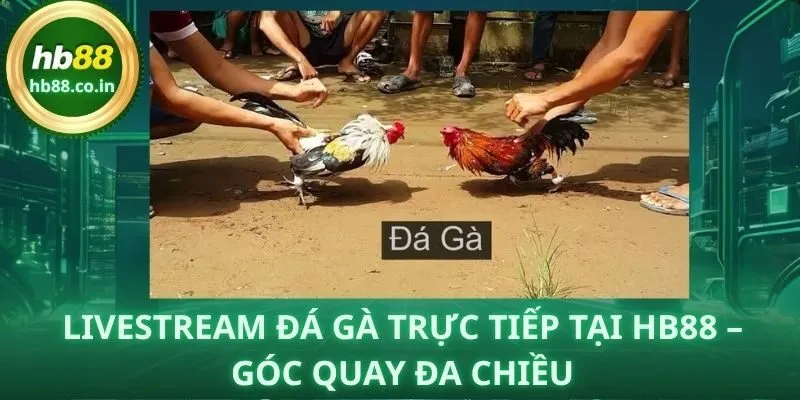 Livestream đá gà trực tiếp tại HB88 với góc quay đa chiều, theo sát từng pha ra đòn.