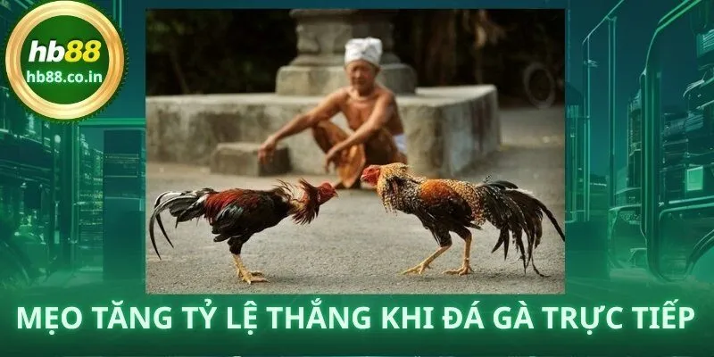 Một vài mẹo thực chiến giúp tăng tỷ lệ thắng khi chơi đá gà trực tiếp tại HB88.