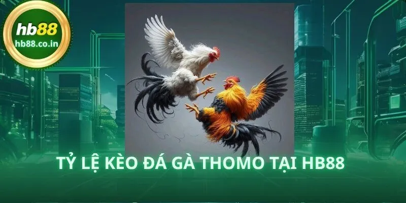 Bảng kèo đá gà Thomo tại HB88 được cập nhật realtime, giúp bet thủ nắm bắt cơ hội chính xác